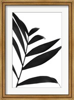 Framed Black Palms IV