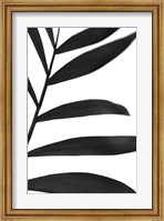 Framed Black Palms V