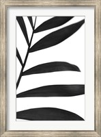 Framed Black Palms V