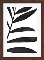 Framed Black Palms V