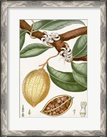Framed Turpin Tropical Fruit II