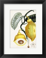 Framed Turpin Tropical Fruit IV