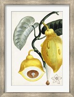 Framed Turpin Tropical Fruit IV