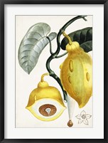 Framed Turpin Tropical Fruit IV