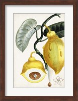 Framed Turpin Tropical Fruit IV