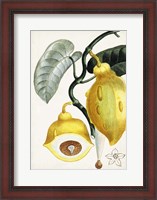 Framed Turpin Tropical Fruit IV