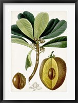 Framed Turpin Tropical Fruit VI