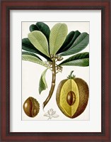 Framed Turpin Tropical Fruit VI