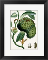 Framed Turpin Tropical Fruit VIII