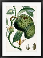 Framed Turpin Tropical Fruit VIII