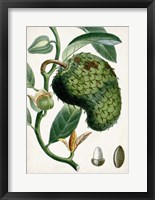 Framed Turpin Tropical Fruit VIII