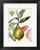 Framed Turpin Tropical Fruit IX