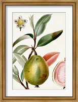 Framed Turpin Tropical Fruit IX