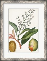 Framed Turpin Tropical Fruit X