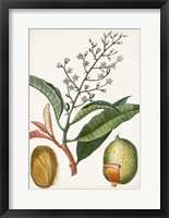 Framed Turpin Tropical Fruit X