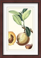Framed Turpin Exotic Botanical II