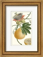 Framed Turpin Exotic Botanical III