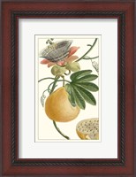Framed Turpin Exotic Botanical III