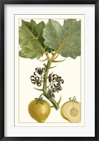 Framed Turpin Exotic Botanical IV
