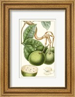 Framed Turpin Exotic Botanical VI
