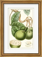 Framed Turpin Exotic Botanical VI