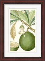 Framed Turpin Exotic Botanical VIII