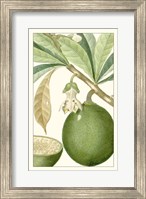 Framed Turpin Exotic Botanical VIII