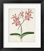 Framed Orchid Pair I