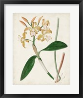 Framed Orchid Pair II