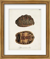 Framed Antique Turtles & Shells I