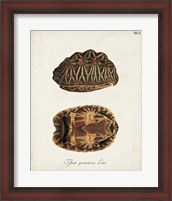Framed Antique Turtles & Shells I