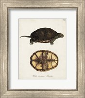 Framed Antique Turtles & Shells II