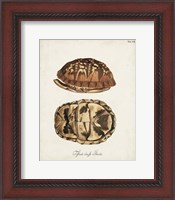 Framed Antique Turtles & Shells III