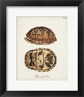 Framed Antique Turtles & Shells III