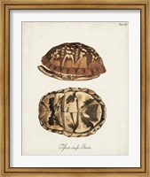 Framed Antique Turtles & Shells III