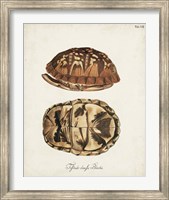 Framed Antique Turtles & Shells III