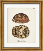 Framed Antique Turtles & Shells III