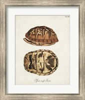 Framed Antique Turtles & Shells III