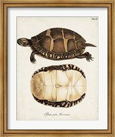 Framed Antique Turtles & Shells IV