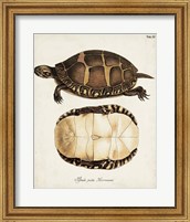 Framed Antique Turtles & Shells IV