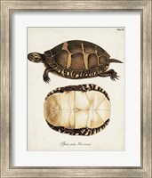 Framed Antique Turtles & Shells IV