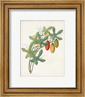 Framed 'Botanical of the Tropics III' border=