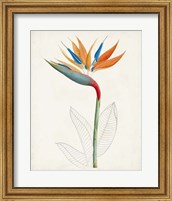 Framed Botanical of the Tropics IV