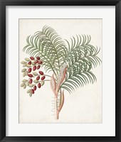 Framed Botanical of the Tropics VII