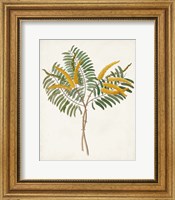 Framed Botanical of the Tropics VIII