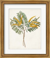 Framed Botanical of the Tropics VIII