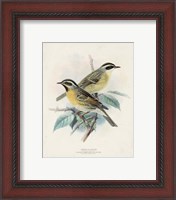 Framed 'Antique Birds I' border=