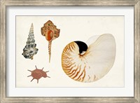Framed Antique Shell Anthology I