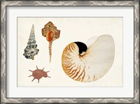 Framed Antique Shell Anthology I