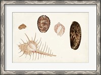 Framed Antique Shell Anthology III